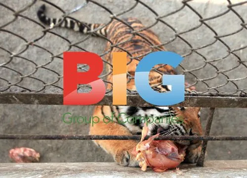 Siberian Tigers Fed at Harbin Tiger Park