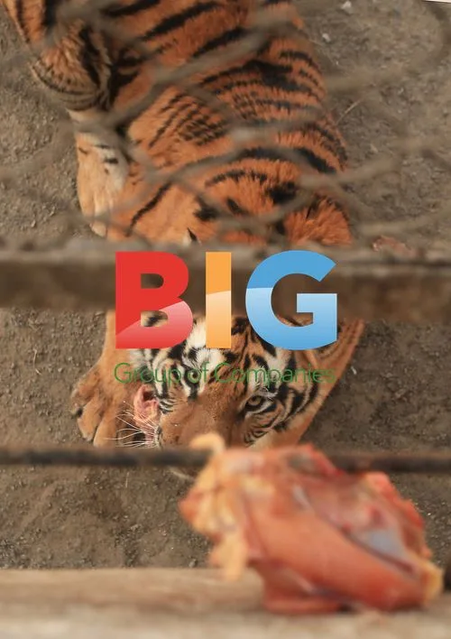 Siberian Tigers Fed at Harbin Park