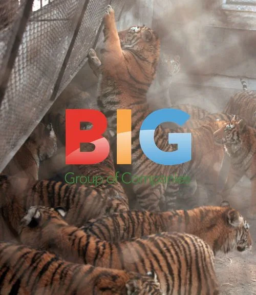 Siberian Tigers Fed at Harbin Park