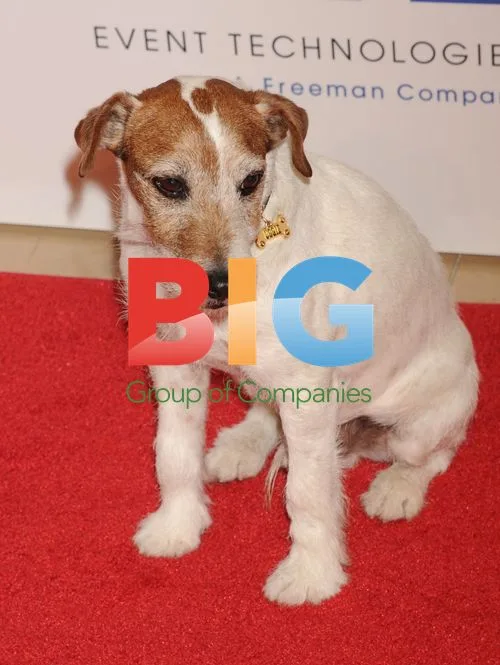 Uggie the dog at Genesis Awards