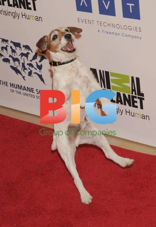 Uggie the dog at the Genesis Awards
