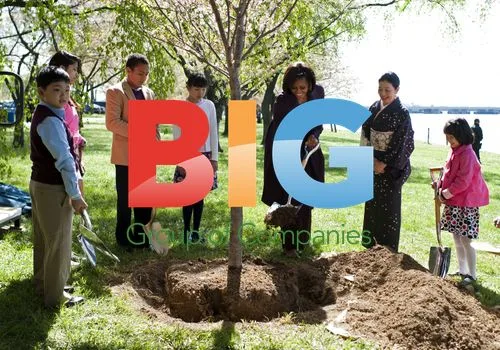 First Lady Plants Cherry Blossom Tree