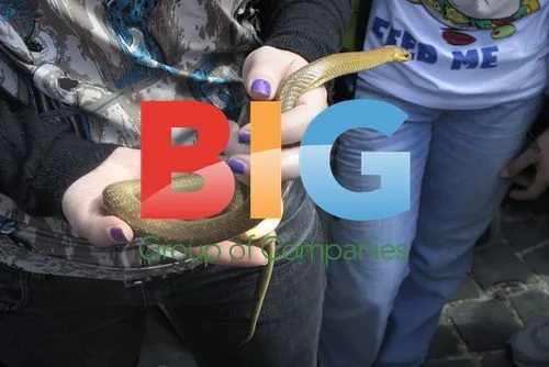 St. Domenico's Procession with Live Snakes