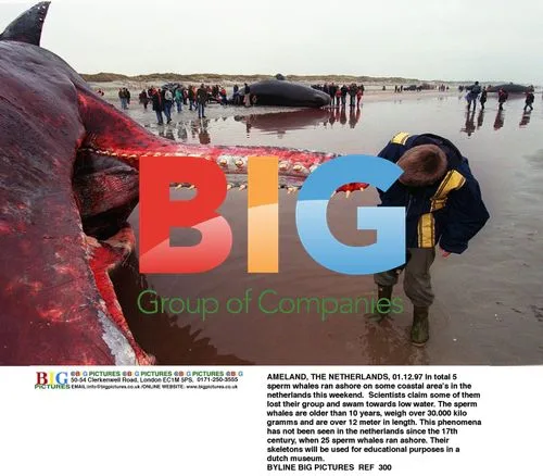 Sperm Whales Beached in the Netherlands