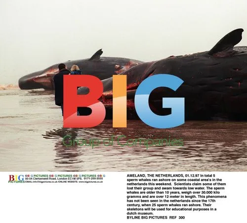 Sperm Whales Beached in the Netherlands