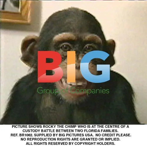 Rocky the Chimp in Custody Battle