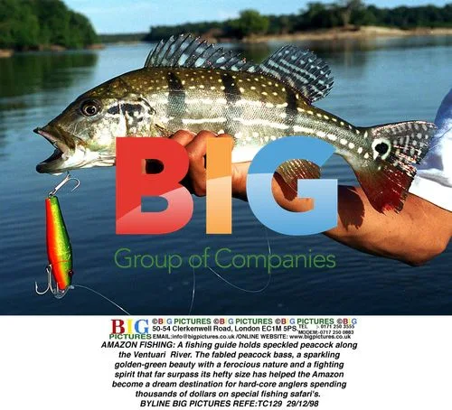 Fishing guide holds Amazon peacock bass