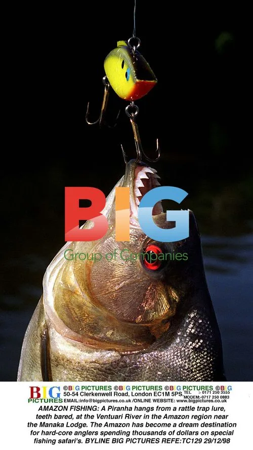 Piranha Caught on Lure in Amazon