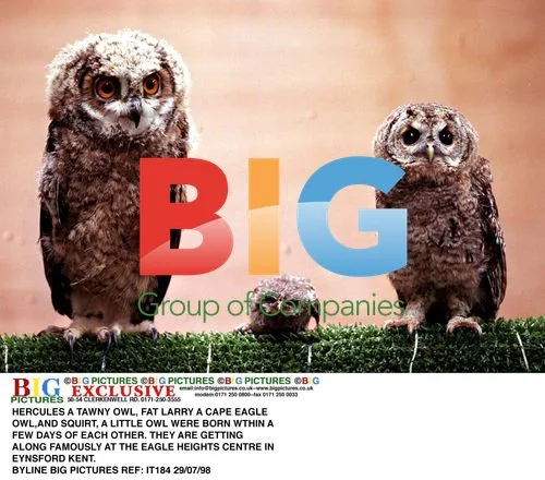 Owls Hercules, Fat Larry, and Squirt