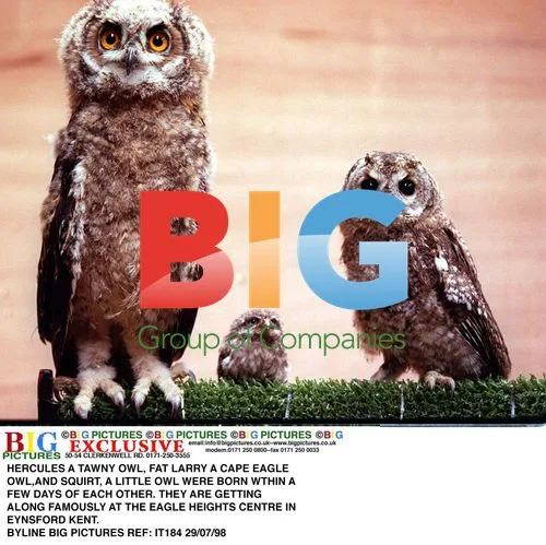 Owls Born at Eagle Heights Centre