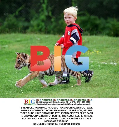 3-year-old plays football with tiger cub