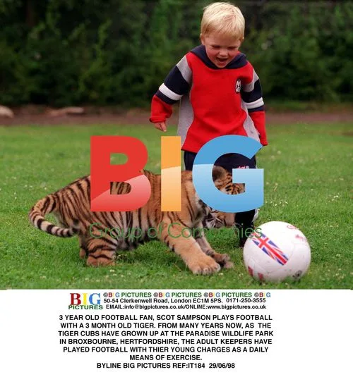Boy Plays Football with Tiger Cubs