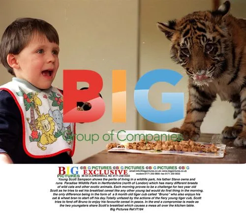 Young Boy Fends Off Tiger Cub at Breakfast