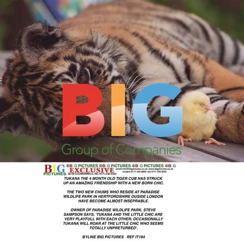 Tukana the Tiger Cub and Chick Friendship