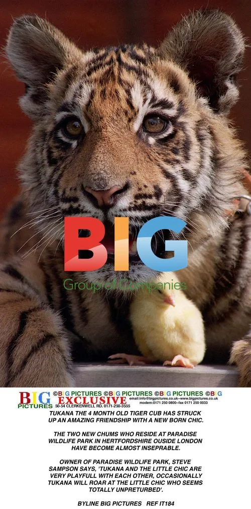 Tukana the Tiger Cub and Chick Friends