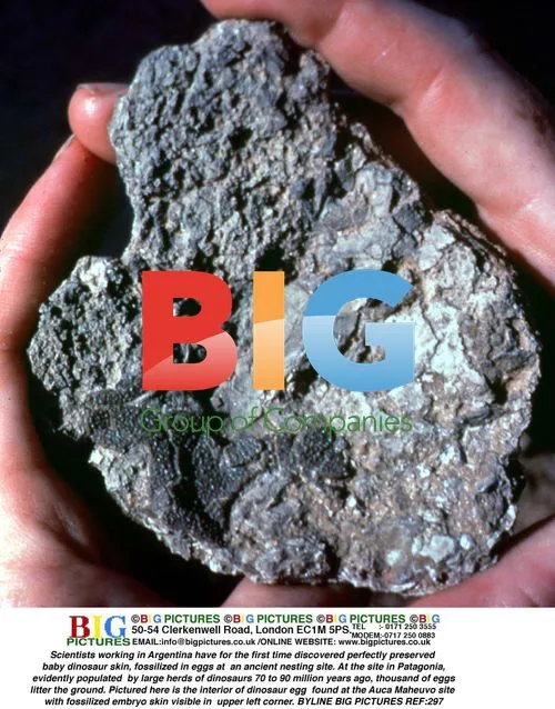 Fossilized Baby Dinosaur Skin in Eggs