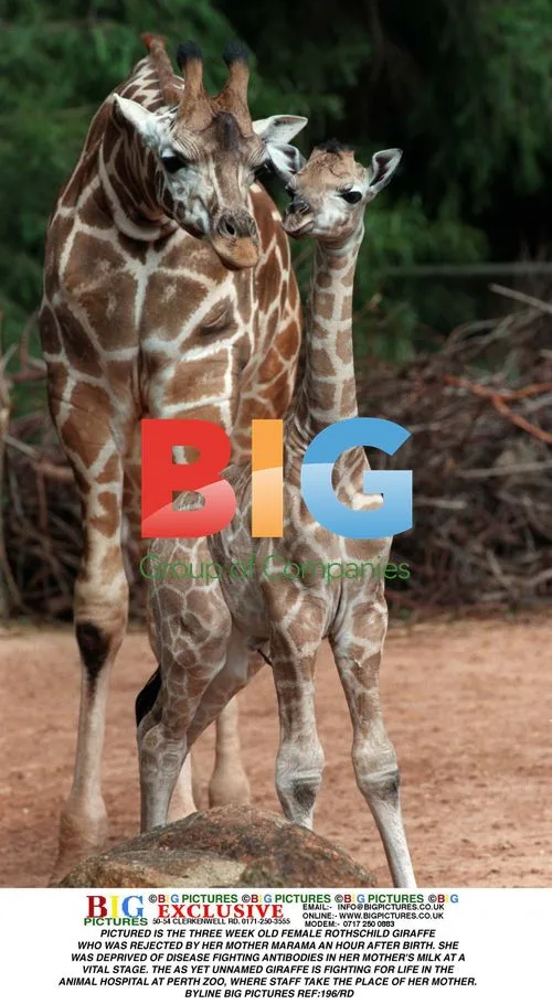 Rothschild Giraffe Rejected by Mother