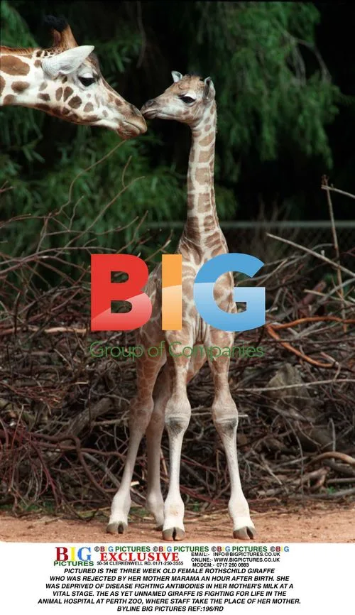 Rothschild Giraffe Rejected by Mother