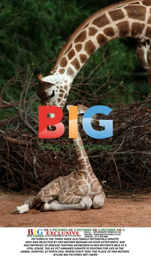 Rothschild Giraffe Calf at Perth Zoo