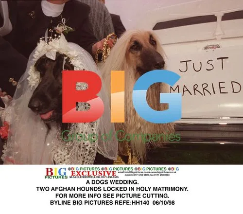 Afghan Hounds' Wedding Ceremony