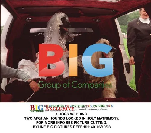 Afghan Hounds Lock in Holy Matrimony
