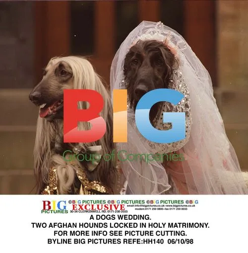 Afghan Hounds' Wedding Ceremony