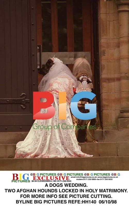 Afghan Hounds' Wedding