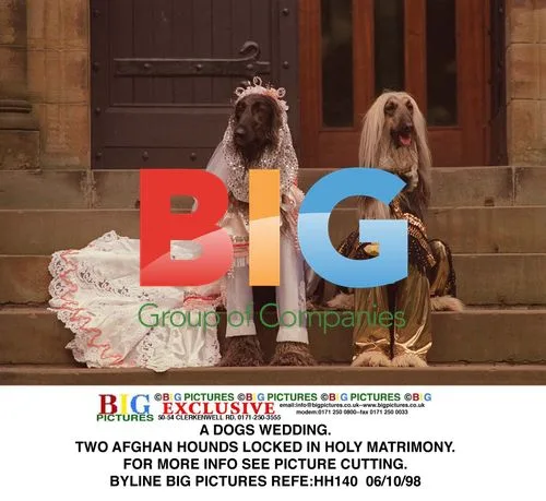 Two Afghan Hounds Lock in Holy Matrimony