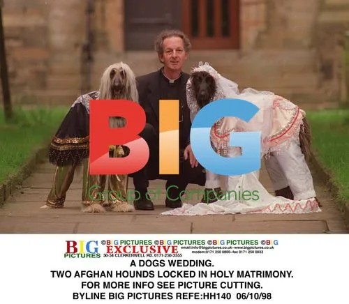 Dogs' Wedding of Afghan Hounds
