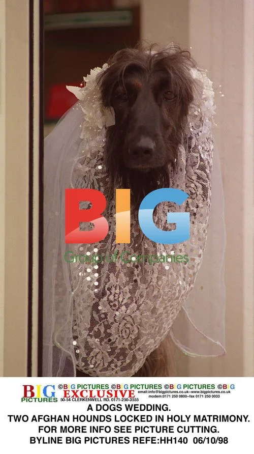 Afghan Hounds' Wedding Ceremony