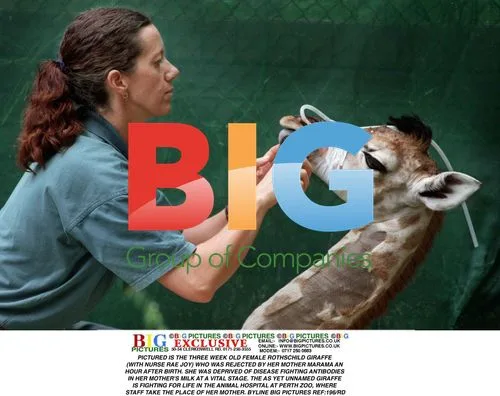 Rothschild Giraffe Fighting for Life