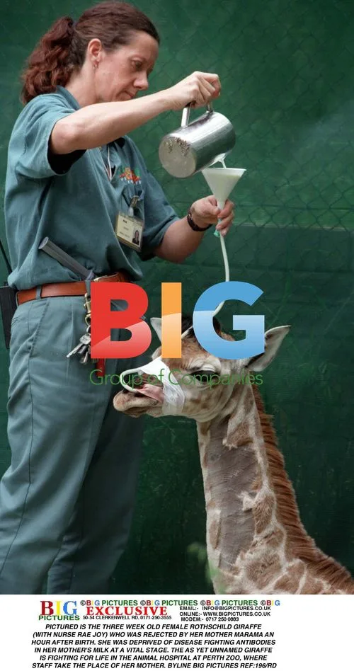 Orphaned Rothschild Giraffe Calf at Perth Zoo