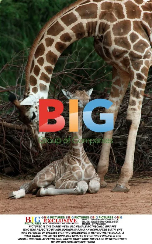 Rejected Rothschild Giraffe Calf at Perth Zoo