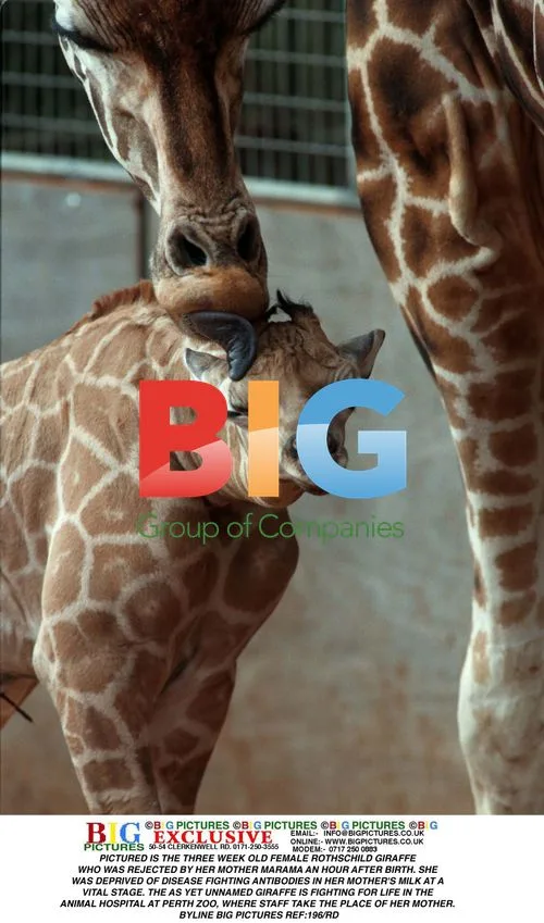 Rothschild Giraffe Rejected by Mother at Perth Zoo