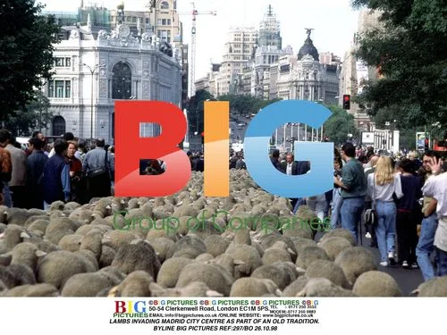 Lambs Invade Madrid City Centre