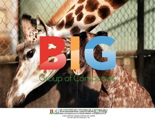 New Giraffe Born at Perth Zoo