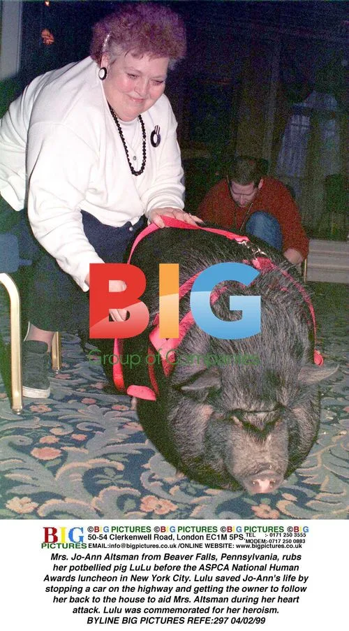 Potbellied Pig Lulu Honored for Heroism