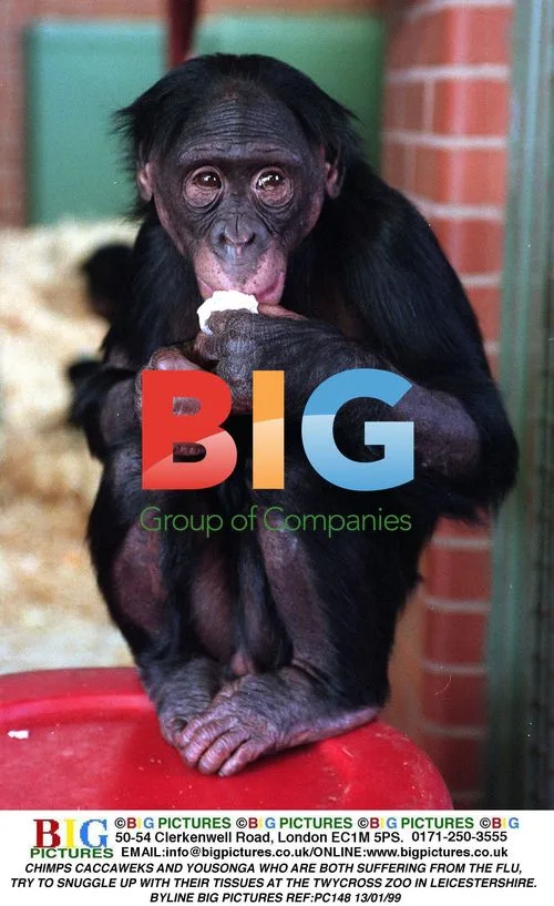 Chimps with Tissues at Twycross Zoo