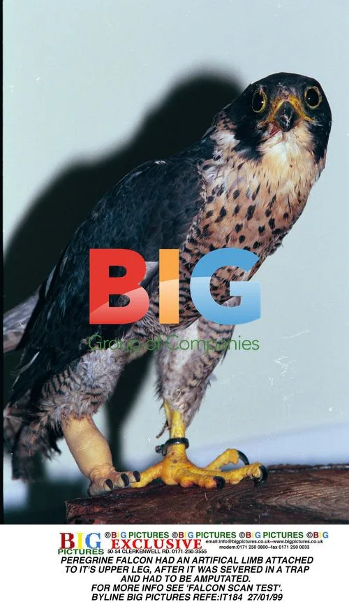 Peregrine Falcon with Artificial Limb