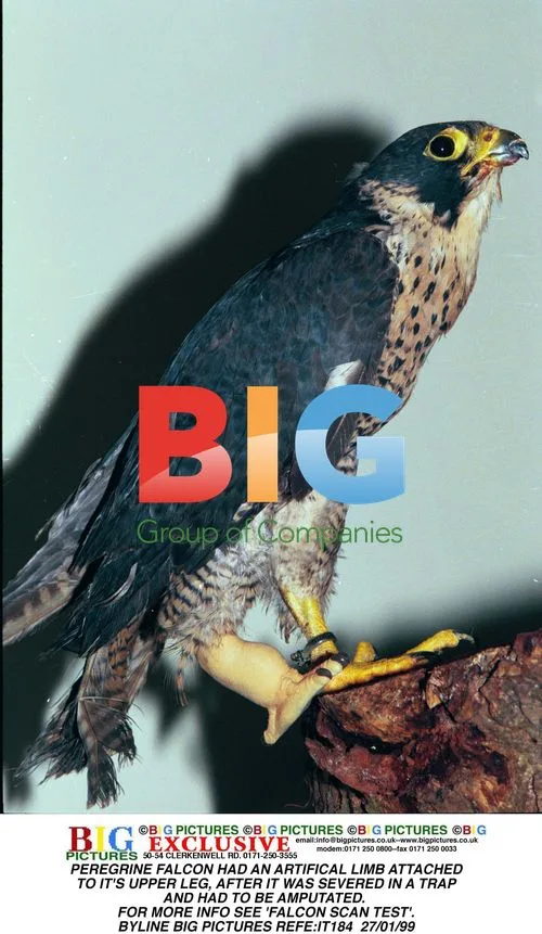 Peregrine Falcon with Artificial Limb