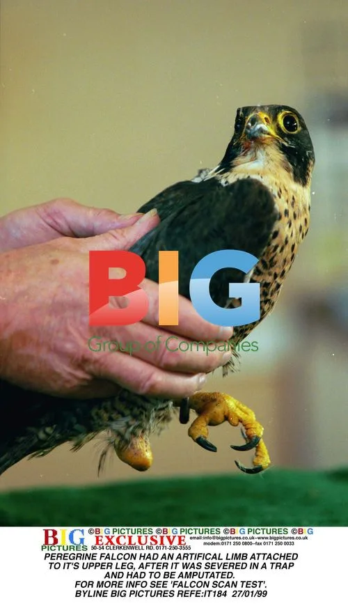 Peregrine Falcon with Artificial Limb
