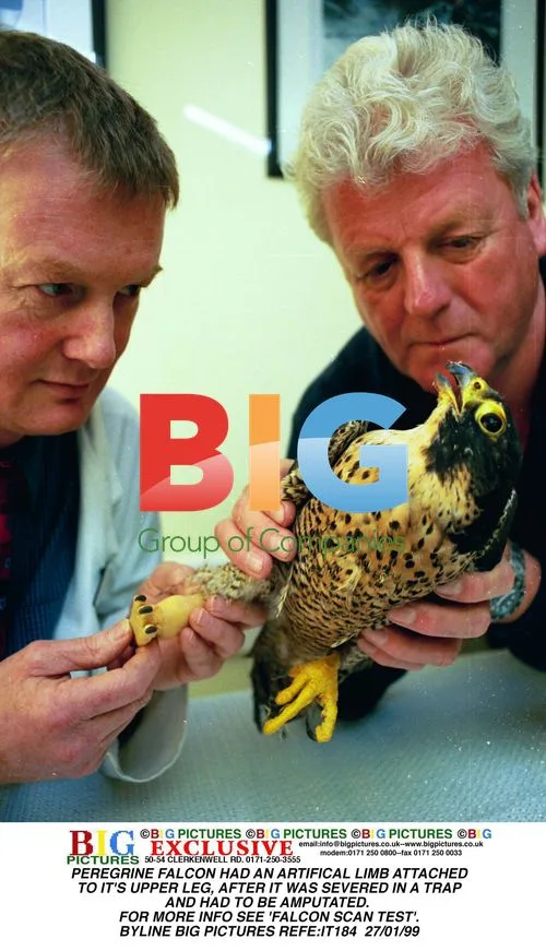 Peregrine falcon with artificial limb