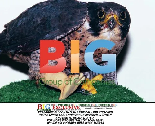 Peregrine Falcon with Artificial Limb