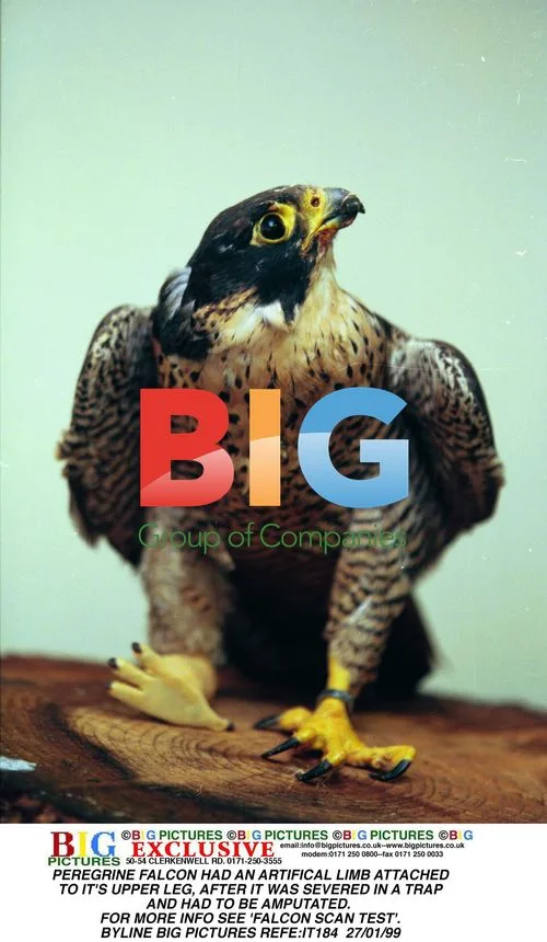 Peregrine Falcon with Artificial Limb