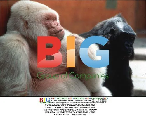 Famous White Gorilla Becomes Grandfather