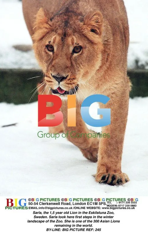 Young Lion Sarla Takes First Steps at Eskilstuna Zoo