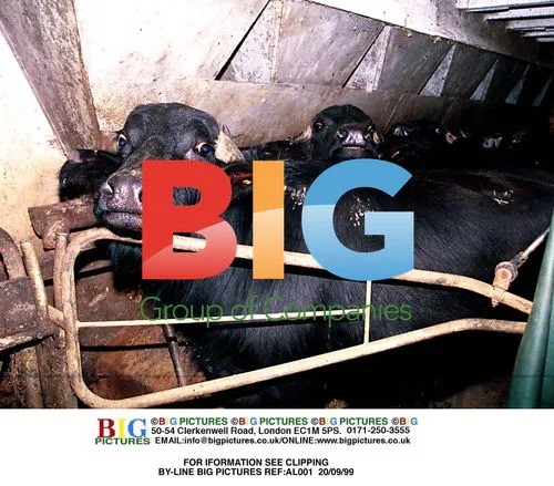Buffalo Farmer Breeds Water Buffalo