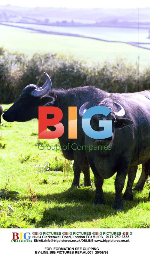 Buffalo Farmer Breeds Water Buffalo