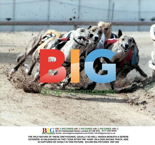 Greyhounds Racing at Track