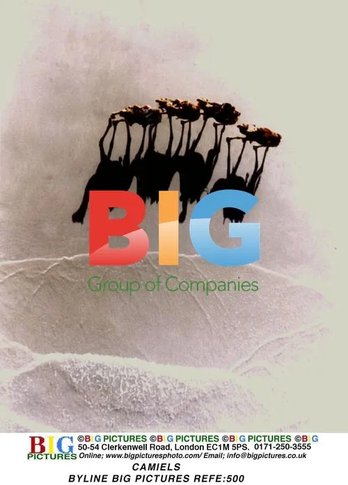 CAMIELS BYLINE BIG PICTURES